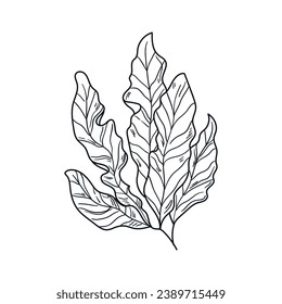 Seaweed sketch. hand drawn Seaweed outline illustration. Seaweed black and white vector drawing. Seaweed isolated on white background. vector illustration. Seaweeds line art drawing. Seagrass.