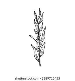 Seaweed sketch. hand drawn Seaweed outline illustration. Seaweed black and white vector drawing. Seaweed isolated on white background. vector illustration. Seaweeds line art drawing. Seagrass.