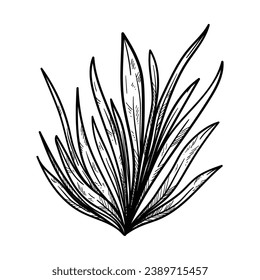 Seaweed sketch. hand drawn Seaweed outline illustration. Seaweed black and white vector drawing. Seaweed isolated on white background. vector illustration. Seaweeds line art drawing. Seagrass.