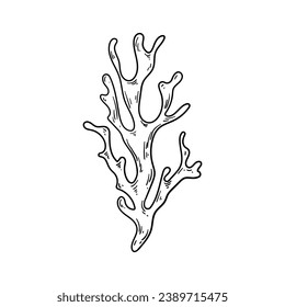 Seaweed sketch. hand drawn Seaweed outline illustration. Seaweed black and white vector drawing. Seaweed isolated on white background. vector illustration. Seaweeds line art drawing. Seagrass.