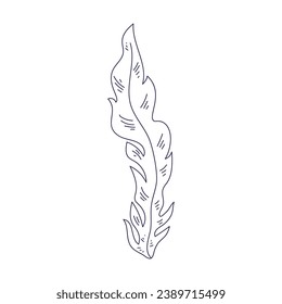 Seaweed sketch. hand drawn Seaweed outline illustration. Seaweed black and white vector drawing. Seaweed isolated on white background. vector illustration. Seaweeds line art drawing. Seagrass.