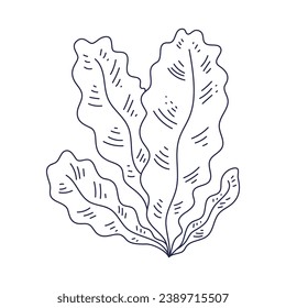 Seaweed sketch. hand drawn Seaweed outline illustration. Seaweed black and white vector drawing. Seaweed isolated on white background. vector illustration. Seaweeds line art drawing. Seagrass.