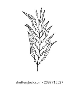 Seaweed sketch. hand drawn Seaweed outline illustration. Seaweed black and white vector drawing. Seaweed isolated on white background. vector illustration. Seaweeds line art drawing. Seagrass.