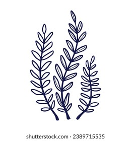 Seaweed sketch. hand drawn Seaweed outline illustration. Seaweed black and white vector drawing. Seaweed isolated on white background. vector illustration. Seaweeds line art drawing. Seagrass.