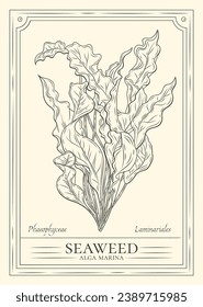 Seaweed sketch. hand drawn Seaweed outline illustration. Seaweed vector drawing. Seaweed isolated on background. vector illustration. Seaweeds line art drawing. Seagrass.