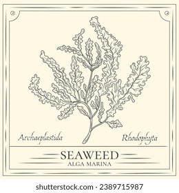 Seaweed sketch. hand drawn Seaweed outline illustration. Seaweed vector drawing. Seaweed isolated on background. vector illustration. Seaweeds line art drawing. Seagrass.