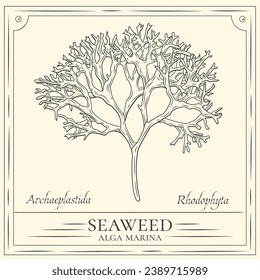 Seaweed sketch. hand drawn Seaweed outline illustration. Seaweed vector drawing. Seaweed isolated on background. vector illustration. Seaweeds line art drawing. Seagrass.