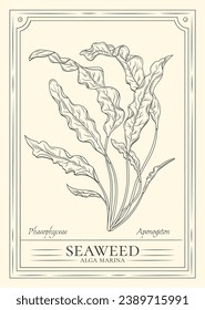 Seaweed sketch. hand drawn Seaweed outline illustration. Seaweed vector drawing. Seaweed isolated on background. vector illustration. Seaweeds line art drawing. Seagrass.