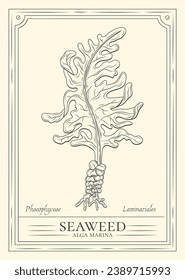 Seaweed sketch. hand drawn Seaweed outline illustration. Seaweed vector drawing. Seaweed isolated on background. vector illustration. Seaweeds line art drawing. Seagrass.