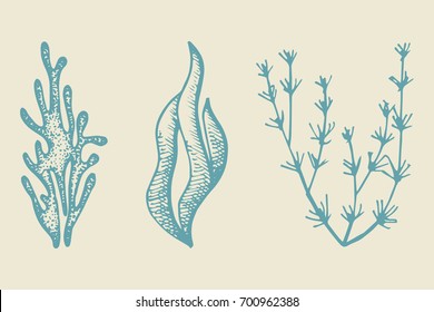 Seaweed sketch set. illustration