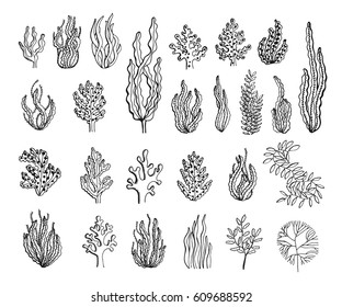 Seaweed sketch set vector