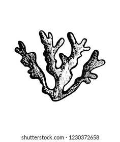 seaweed sketch underwater weed plant vector