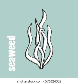 seaweed sketch vector illustration