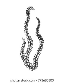 seaweed sketch vector isolated