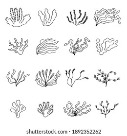 seaweed sketches icons set vector