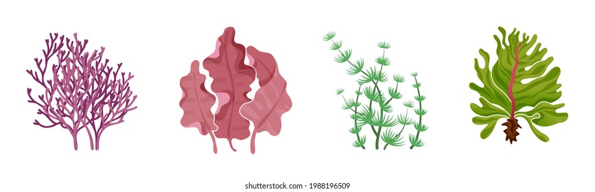 Seaweed. Underwater flora collection. Natural green and red seaweeds, aquarium algae, sea ocean and river exotic leaves, creative decoration. Vector cartoon hand drawn isolated set