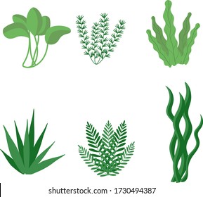 Seaweed. Underwater marine plants. Vector illustration isolated on a white background.