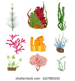 Seaweed. Underwater ocean or sea plants marine botanical wildlife cartoon set