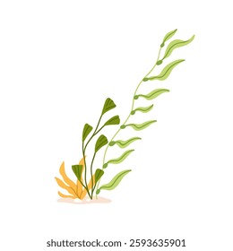 Seaweed, underwater plant. Green leaf flora in deep sea. Floral alga growing in ocean water. Exotic tropical marine grass, weed, undersea nature. Flat vector illustration isolated on white background