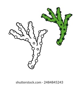 ,Seaweed and Underwater Plants , coral reef plants Doodle Hand Drawn , colorless and with color 