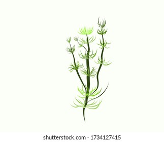 vector de algas, vector de algas, ilustración plana y cartoon sobre un fondo blanco. Gráficos botánicos

