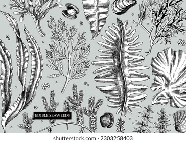 Seaweed vector background in sketch style. Edible algae - golden kelp, wakame, kombu, hijiki, and Irish moss drawings. Underwater plant botanical illustration Healthy food, cosmetics ingredients