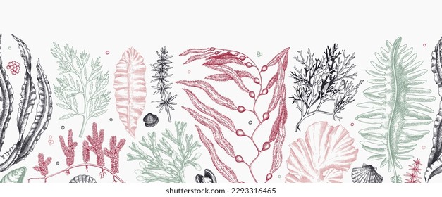 Seaweed vector border in color. Edible algae seamless pattern with hand-drawn golden kelp, wakame, kombu, hijiki, and Irish moss sketches. Underwater plant botanical illustration. Modern background