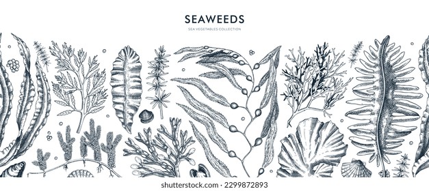 Seaweed vector border in sketch style. Edible algae seamless pattern with golden kelp, wakame, kombu, hijiki, and Irish moss drawings. Underwater plant botanical illustration