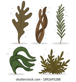Seaweed vector cartoon set isolated on a white background.