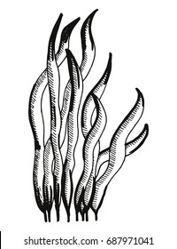 Seaweed vector hand drawing