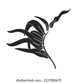 Seaweed vector icon.Black vector icon isolated on white background seaweed.