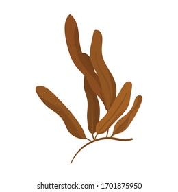 Seaweed vector icon.Cartoon vector icon isolated on white background seaweed.