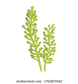 Seaweed vector icon.Cartoon vector icon isolated on white background seaweed.