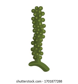 Seaweed vector icon.Cartoon vector icon isolated on white background seaweed.