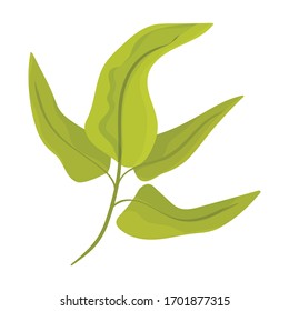 Seaweed vector icon.Cartoon vector icon isolated on white background seaweed.