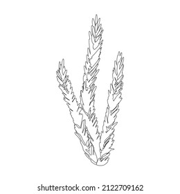 Seaweed vector icon.Outline vector icon isolated on white background seaweed.