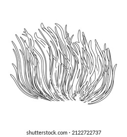 Seaweed vector icon.Outline vector icon isolated on white background seaweed.