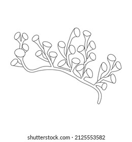 Seaweed vector icon.Outline vector icon isolated on white background seaweed.