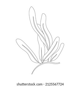 Icono vectorial de algas marinas.Icono vector contorno aislado en algas marinas de fondo blanco.