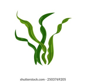 Seaweed vector illustration. Cartoon flat icon of algae