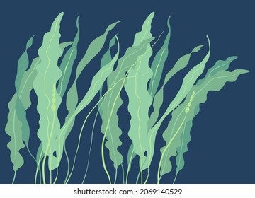 Seaweed. Vector illustration of green algae isolated on dark blue background in cartoon style.