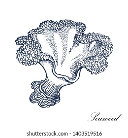 seaweed. vector illustration isolated on white background. hand drawing.