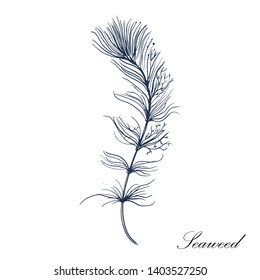 seaweed. vector illustration isolated on white background. hand drawing.