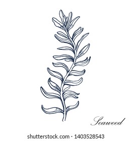 seaweed. vector illustration isolated on white background. hand drawing.
