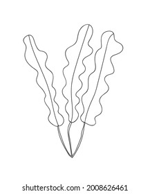 Seaweed vector illustration. Vector stock illustration. Algae doodle. Sea plant, seaweed, sea grass, algae.