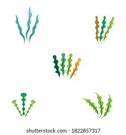 diseño de plantillas de ilustración de vectores de algas marinas
