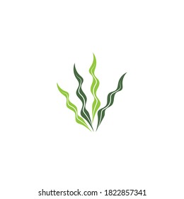 seaweed vector illustration template design