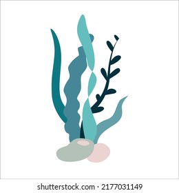 Seaweed. Vector isolated illustration on white background.