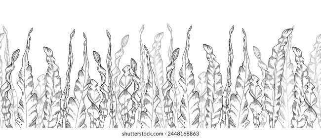 Seaweed Vector seamless Border. Hand drawn black and white background. Seaweed sketch on the bottom. Outline drawing of kelp. Under water plants illustration. Line art of algae. For bordering cards