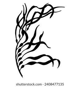 Seaweed vector silhouette. Hand drawn illustration of Algae in outline style painted by black inks on white isolated background. Line art drawing of underwater laminaria. Engraving of marine plant.